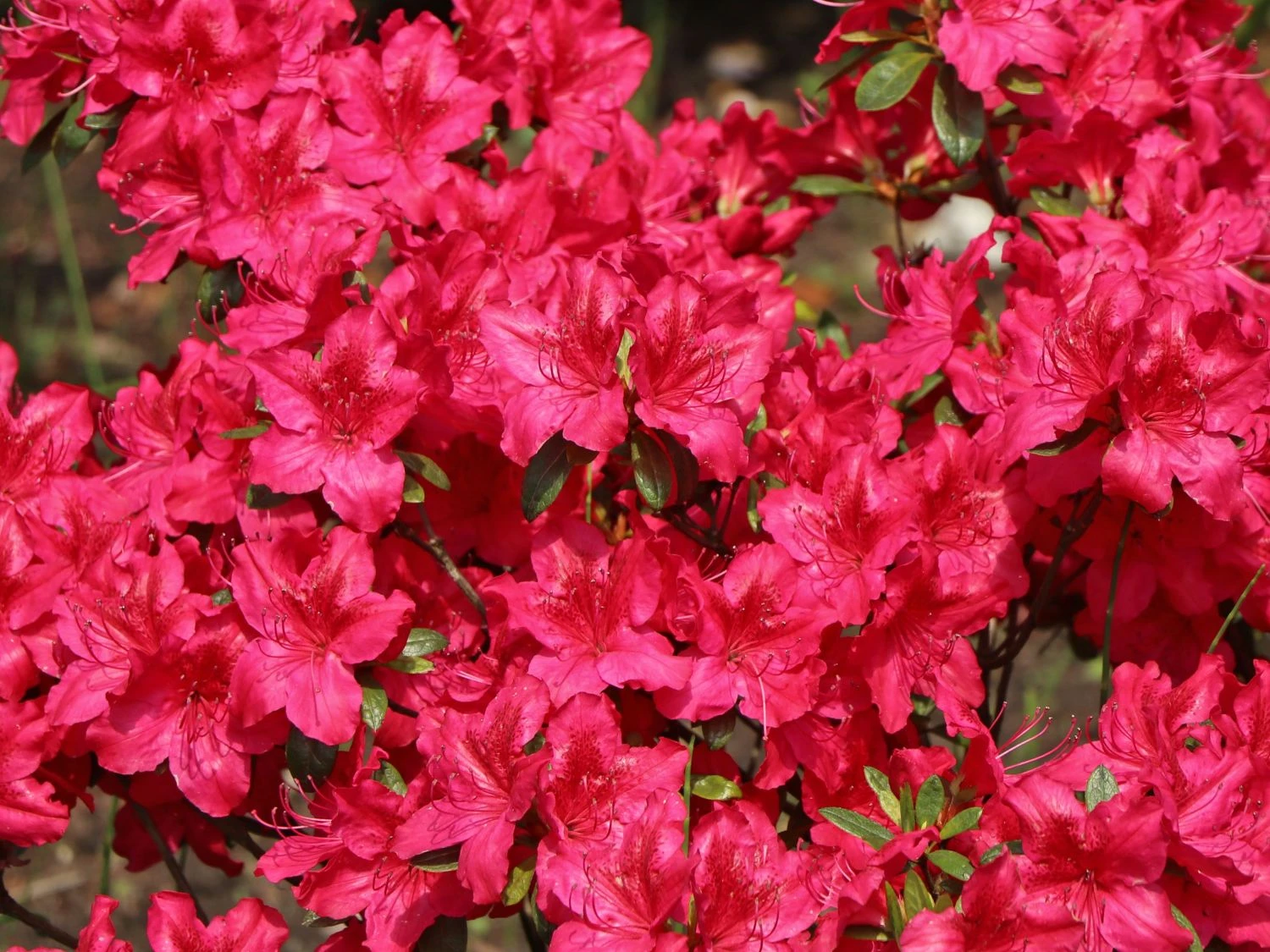 Japanische Azalee 'Georg Arends' 9 Japanische Azalee 'Georg Arends' – Bild 7