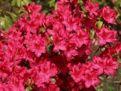 Japanische Azalee 'Georg Arends' 17 Japanische Azalee 'Georg Arends' -Günstiges Erd Seele Geschäft japanische azalee georg arends m004112 w 4