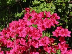 Japanische Azalee 'Georg Arends' 13 Japanische Azalee 'Georg Arends' -Günstiges Erd Seele Geschäft japanische azalee georg arends m004112 w 5