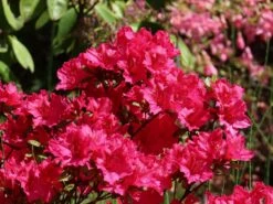 Japanische Azalee 'Georg Arends' 11 Japanische Azalee 'Georg Arends' -Günstiges Erd Seele Geschäft japanische azalee georg arends m004112 w 6