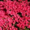 Japanische Azalee 'Gislinde' -Günstiges Erd Seele Geschäft japanische azalee gislinde m004114 h 0