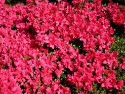 Japanische Azalee 'Gislinde'