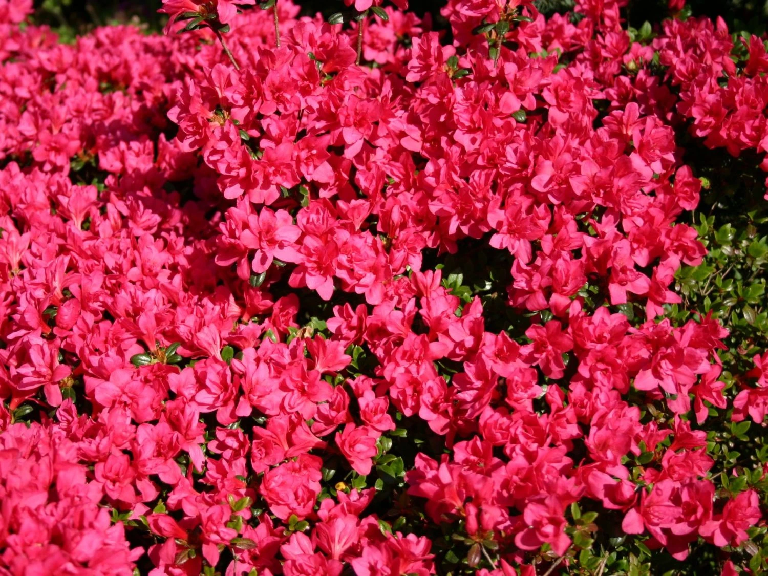 Japanische Azalee 'Gislinde' 3 Japanische Azalee 'Gislinde'