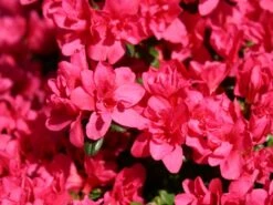 Japanische Azalee 'Gislinde' 8 Japanische Azalee 'Gislinde' -Günstiges Erd Seele Geschäft japanische azalee gislinde m004114 w 0