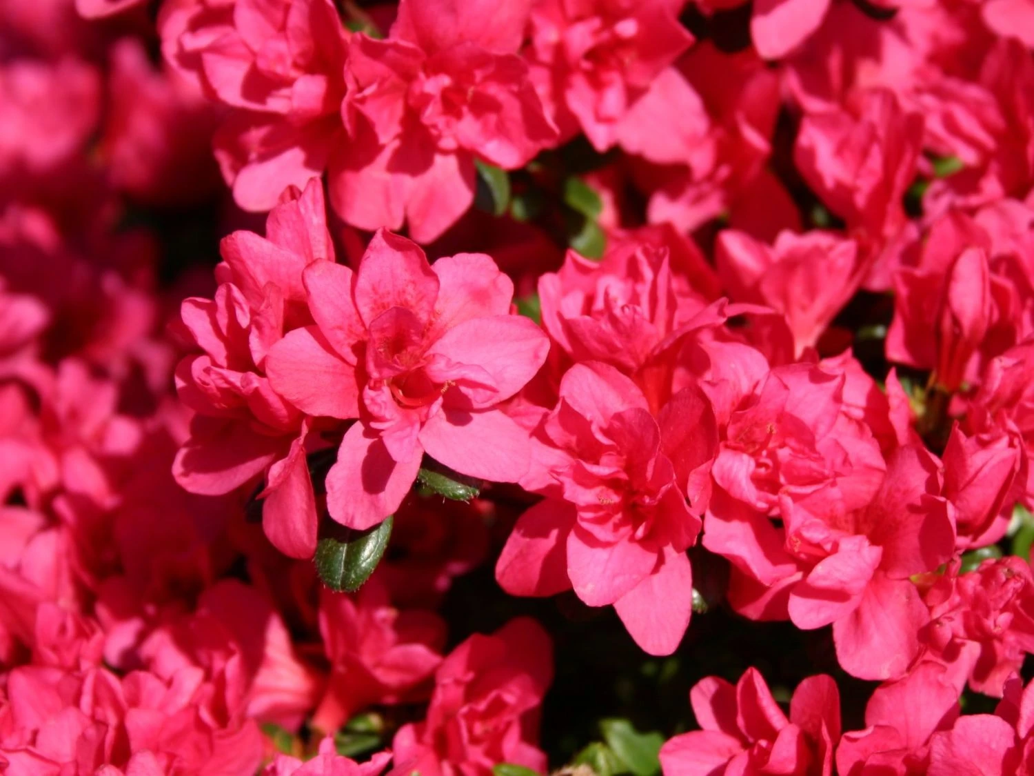 Japanische Azalee 'Gislinde' 5 Japanische Azalee 'Gislinde' – Bild 3