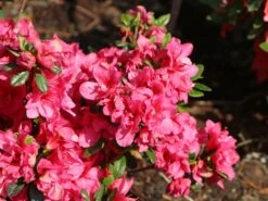 Japanische Azalee 'Gislinde' 9 Japanische Azalee 'Gislinde' -Günstiges Erd Seele Geschäft japanische azalee gislinde m004114 w 1