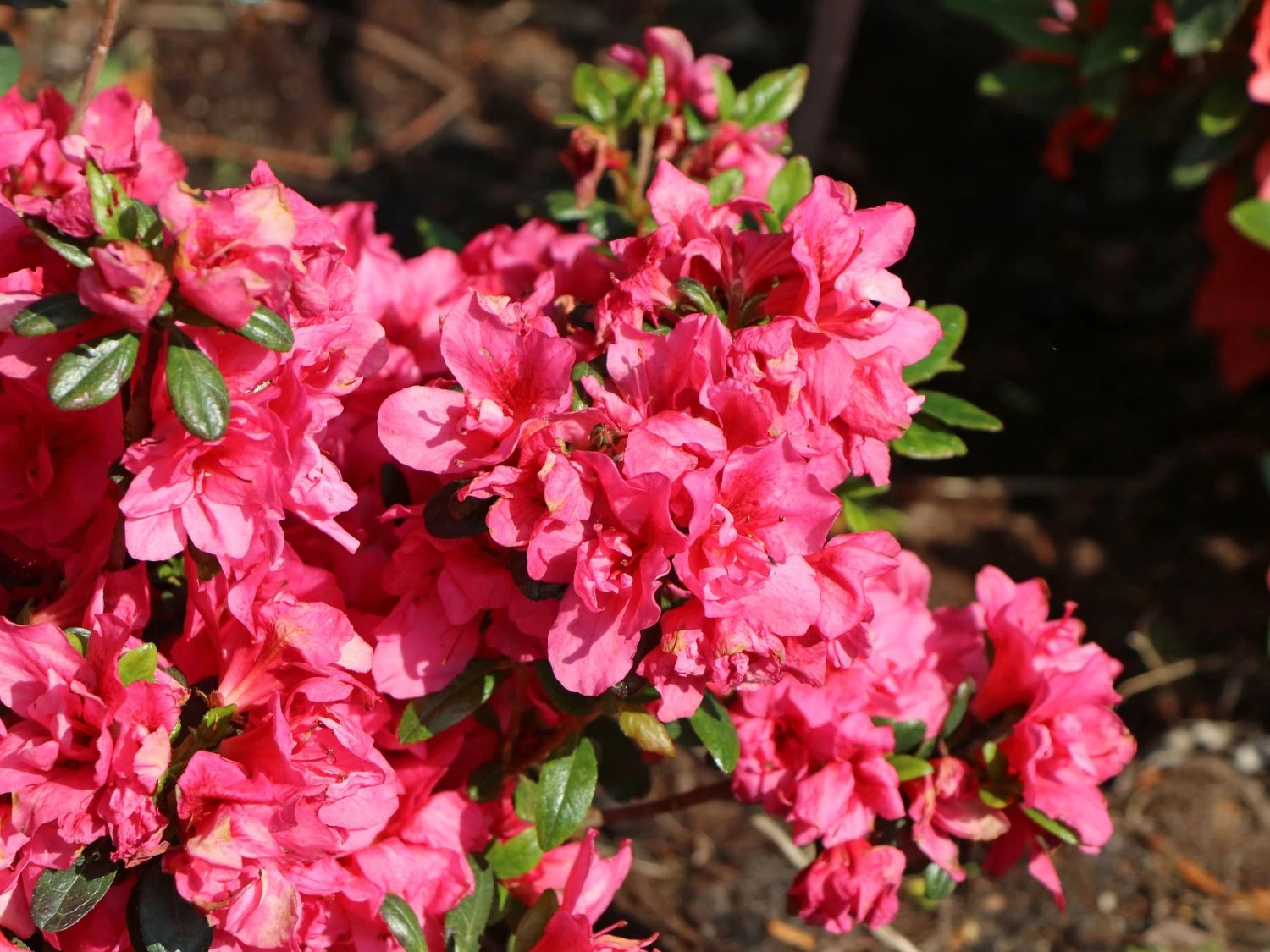 Japanische Azalee 'Gislinde' 6 Japanische Azalee 'Gislinde' – Bild 4