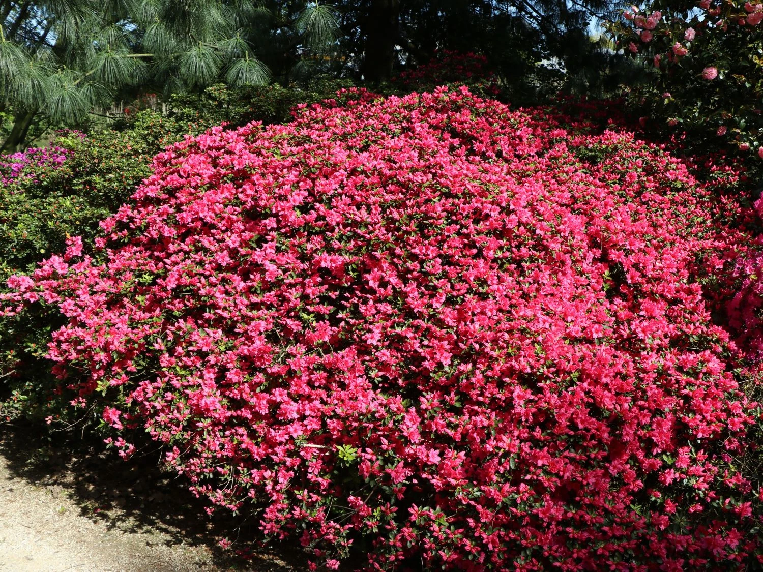 Japanische Azalee 'Gislinde' 4 Japanische Azalee 'Gislinde' – Bild 2