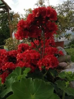 Japanische Azalee 'Hot Shot Variegated' 11 Japanische Azalee 'Hot Shot Variegated' -Günstiges Erd Seele Geschäft japanische azalee hot shot variegated m004120 850071 0