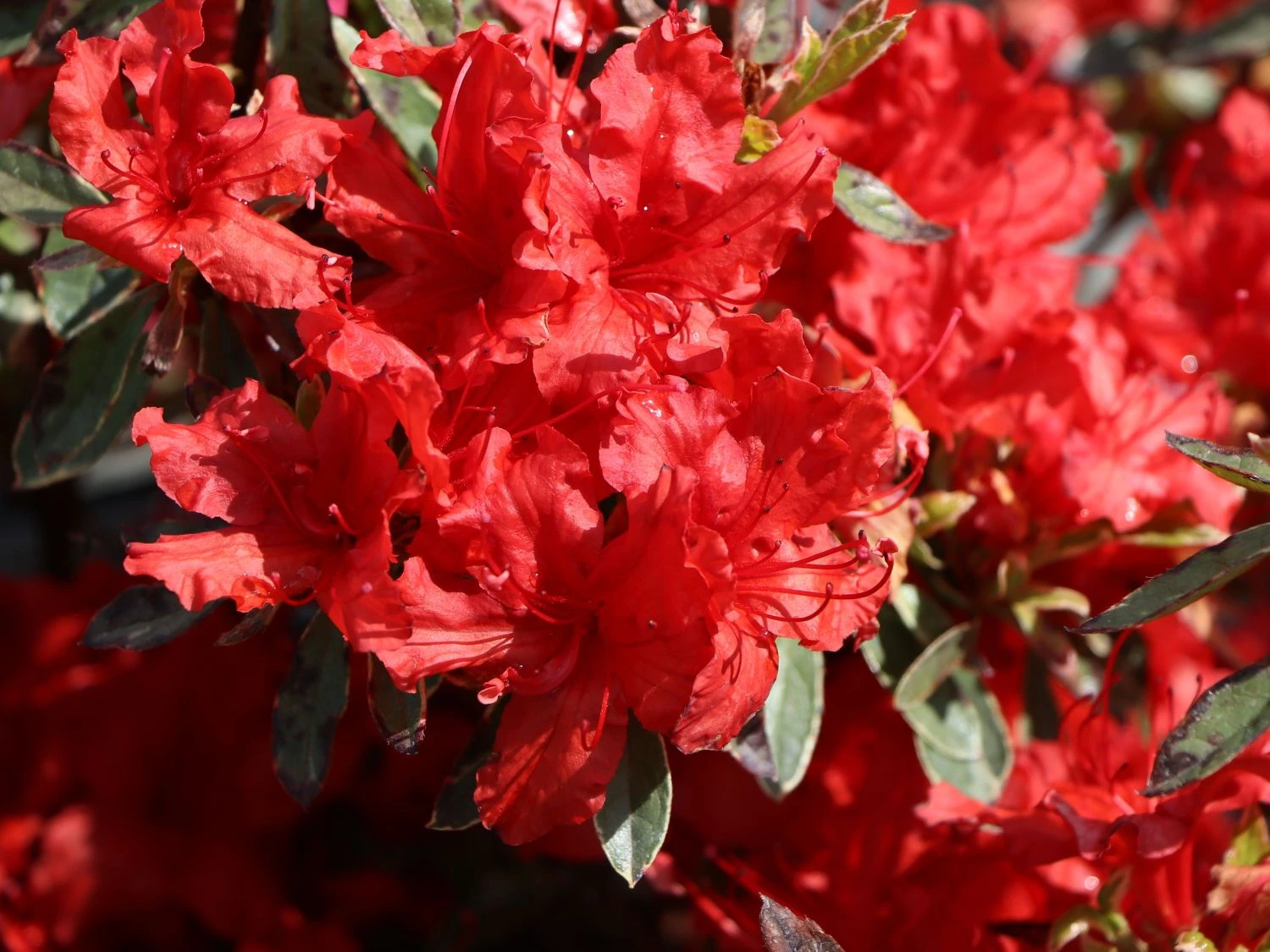 Japanische Azalee 'Hot Shot Variegated' 4 Japanische Azalee 'Hot Shot Variegated' – Bild 2