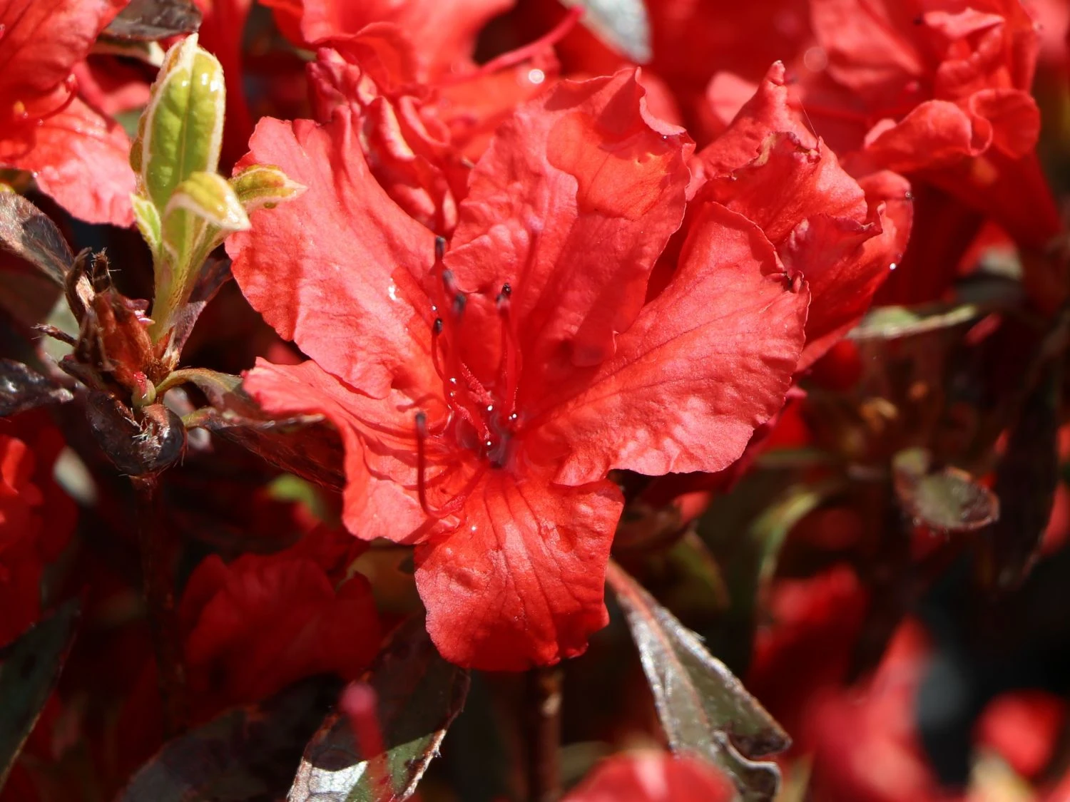 Japanische Azalee 'Hot Shot Variegated' 6 Japanische Azalee 'Hot Shot Variegated' – Bild 4