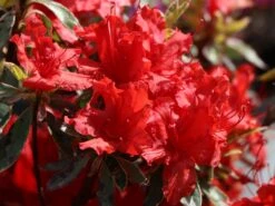 Japanische Azalee 'Hot Shot Variegated' 9 Japanische Azalee 'Hot Shot Variegated' -Günstiges Erd Seele Geschäft japanische azalee hot shot variegated m004120 w 2