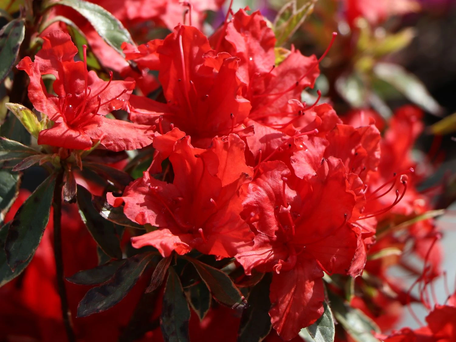 Japanische Azalee 'Hot Shot Variegated' 5 Japanische Azalee 'Hot Shot Variegated' – Bild 3