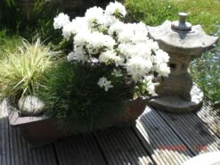 Japanische Azalee 'Kermesina Alba' -Günstiges Erd Seele Geschäft japanische azalee kermesina alba m002406 415335 0