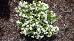 Japanische Azalee 'Kermesina Alba' -Günstiges Erd Seele Geschäft japanische azalee kermesina alba m002406 547500 0