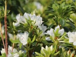 Japanische Azalee 'Kermesina Alba' -Günstiges Erd Seele Geschäft japanische azalee kermesina alba m002406 w 0