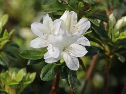 Japanische Azalee 'Kermesina Alba' -Günstiges Erd Seele Geschäft japanische azalee kermesina alba m002406 w 1