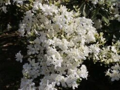 Japanische Azalee 'Kermesina Alba' -Günstiges Erd Seele Geschäft japanische azalee kermesina alba m002406 w 3