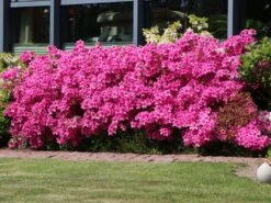 Japanische Azalee 'Kermesina' -Günstiges Erd Seele Geschäft japanische azalee kermesina m002410 w 0