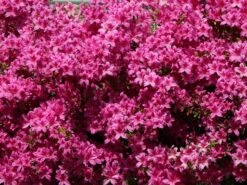 Japanische Azalee 'Kermesina' -Günstiges Erd Seele Geschäft japanische azalee kermesina m002410 w 2