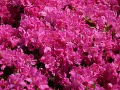 Japanische Azalee 'Kermesina' -Günstiges Erd Seele Geschäft japanische azalee kermesina m002410 w 4