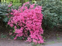 Japanische Azalee 'Kermesina' -Günstiges Erd Seele Geschäft japanische azalee kermesina m002410 w 5