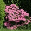 Japanische Azalee 'Kermesina Rosé' -Günstiges Erd Seele Geschäft japanische azalee kermesina ros m002408 h 1