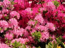 Japanische Azalee 'Kermesina Rosé' -Günstiges Erd Seele Geschäft japanische azalee kermesina ros m002408 w 1