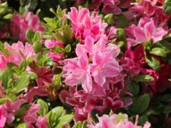 Japanische Azalee 'Kermesina Rosé' -Günstiges Erd Seele Geschäft japanische azalee kermesina ros m002408 w 2