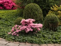 Japanische Azalee 'Kermesina Rosé' -Günstiges Erd Seele Geschäft japanische azalee kermesina ros m002408 w 3