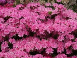 Japanische Azalee 'Kermesina Rosé' -Günstiges Erd Seele Geschäft japanische azalee kermesina rose m002408 w 0