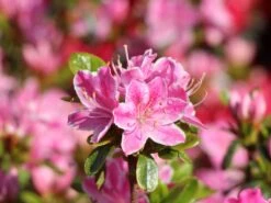 Japanische Azalee 'Kermesina Rosé' -Günstiges Erd Seele Geschäft japanische azalee kermesina rose m002408 w 2
