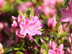 Japanische Azalee 'Kermesina Rosé' -Günstiges Erd Seele Geschäft japanische azalee kermesina rose m002408 w 3