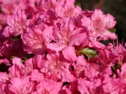 Japanische Azalee 'Kirstin' -Günstiges Erd Seele Geschäft japanische azalee kirstin m004124 w 0