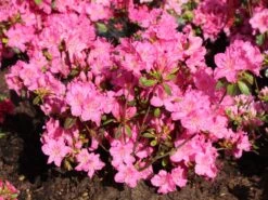 Japanische Azalee 'Kirstin' -Günstiges Erd Seele Geschäft japanische azalee kirstin m004124 w 1