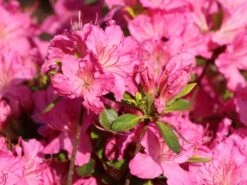 Japanische Azalee 'Kirstin' -Günstiges Erd Seele Geschäft japanische azalee kirstin m004124 w 3