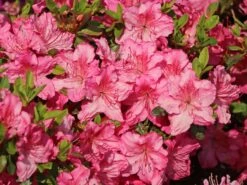 Japanische Azalee 'Kirstin' -Günstiges Erd Seele Geschäft japanische azalee kirstin m004124 w 4