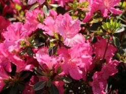 Japanische Azalee 'Kirstin' -Günstiges Erd Seele Geschäft japanische azalee kirstin m004124 w 6