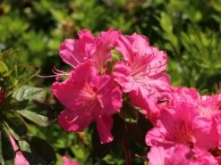 Japanische Azalee 'Kirstin' -Günstiges Erd Seele Geschäft japanische azalee kirstin m004124 w 7