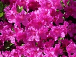 Japanische Azalee 'Königstein'