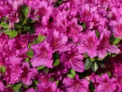 Japanische Azalee 'Königstein' -Günstiges Erd Seele Geschäft japanische azalee koenigstein m006898 w 0