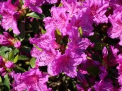 Japanische Azalee 'Königstein' -Günstiges Erd Seele Geschäft japanische azalee koenigstein m006898 w 1