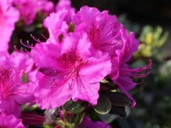 Japanische Azalee 'Königstein' -Günstiges Erd Seele Geschäft japanische azalee koenigstein m006898 w 3