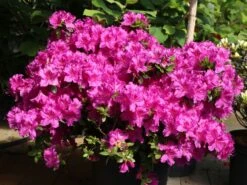 Japanische Azalee 'Königstein' -Günstiges Erd Seele Geschäft japanische azalee koenigstein m006898 w 4