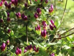 Japanische Azalee 'Königstein' -Günstiges Erd Seele Geschäft japanische azalee koenigstein m006898 w 5