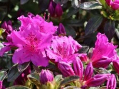 Japanische Azalee 'Königstein' -Günstiges Erd Seele Geschäft japanische azalee koenigstein m006898 w 8