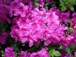 Japanische Azalee 'Königstein' -Günstiges Erd Seele Geschäft japanische azalee koenigstein m006898 w 9