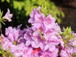 Japanische Azalee 'Ledikanense' -Günstiges Erd Seele Geschäft japanische azalee ledikanense m004128 w 1