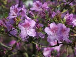 Japanische Azalee 'Ledikanense' -Günstiges Erd Seele Geschäft japanische azalee ledikanense m004128 w 3