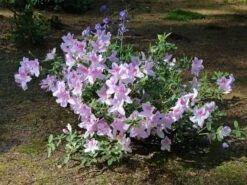 Japanische Azalee 'Ledikanense' -Günstiges Erd Seele Geschäft japanische azalee ledikanense m004128 w 5